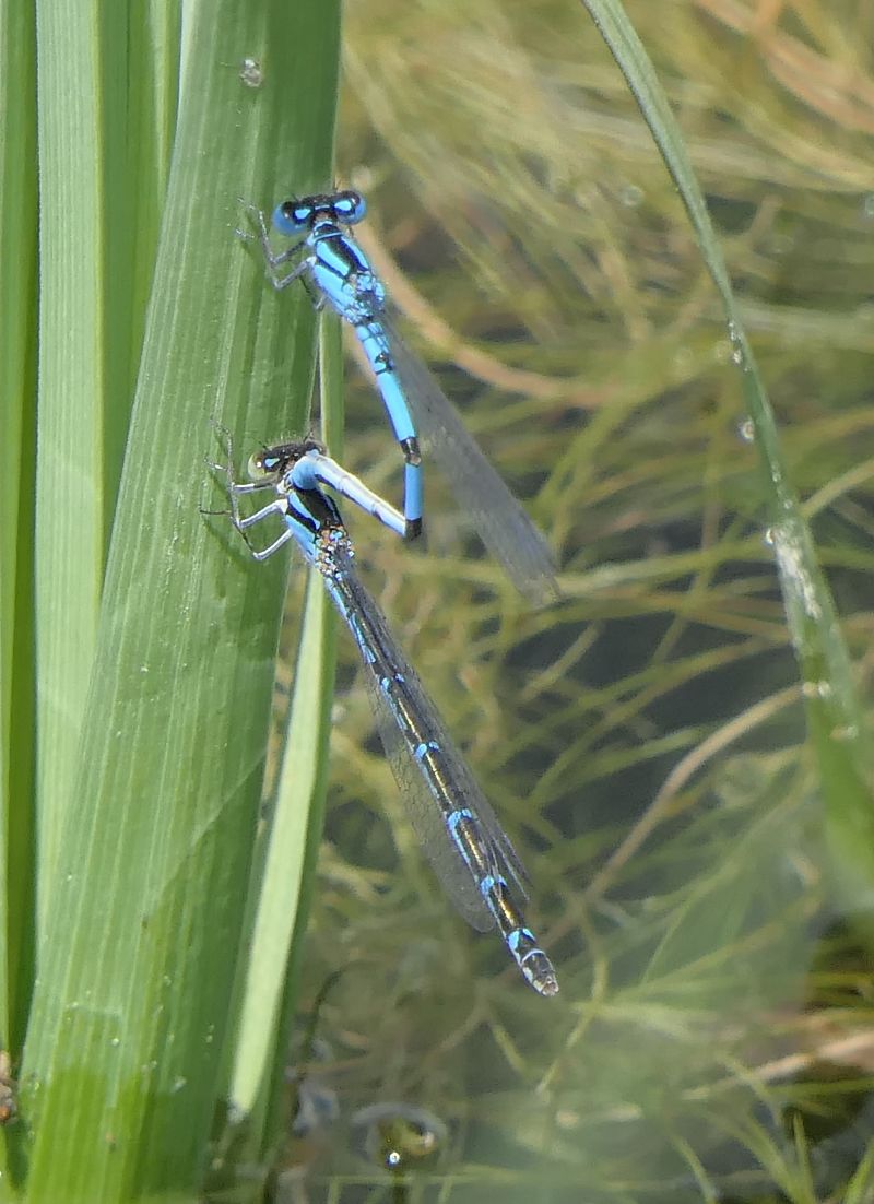 Enallagma cyathigerum  - Fabio Angeli