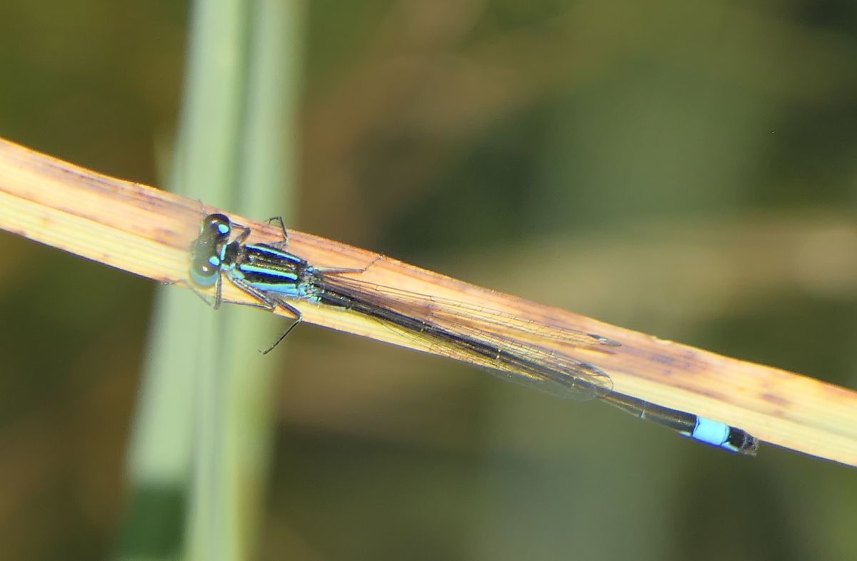 Ischnura elegans  - Fabio Angeli