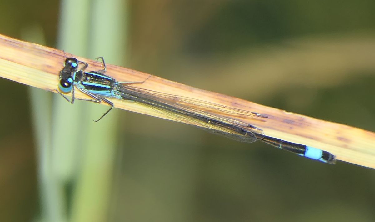 Ischnura elegans  - Fabio Angeli