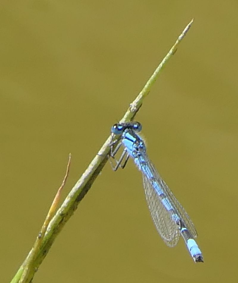 Enallagma cyathigerum  - Fabio Angeli