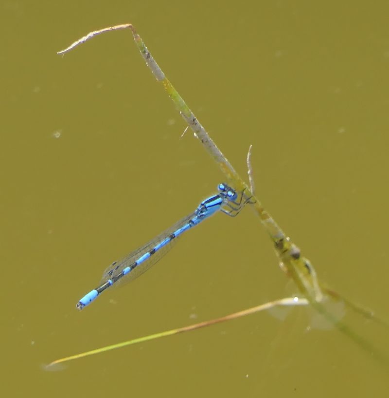Enallagma cyathigerum  - Fabio Angeli