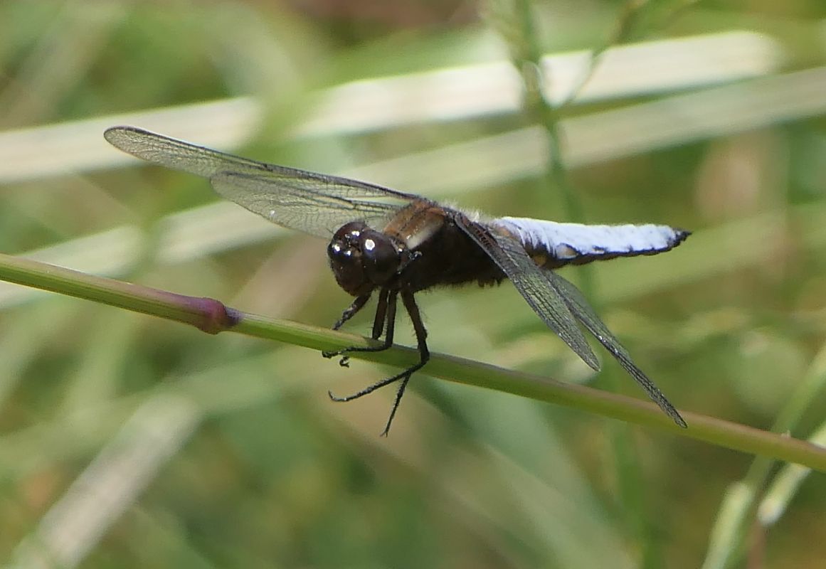 Libellula depressa  - Fabio Angeli