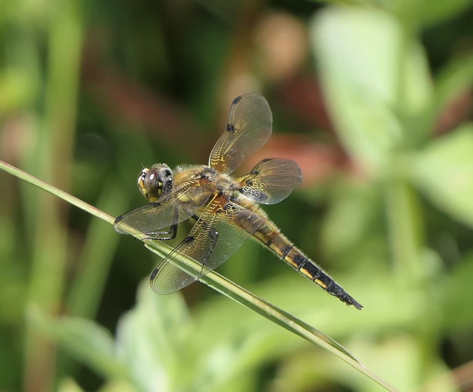 Libellula quadrimaculata  - Fabio Angeli