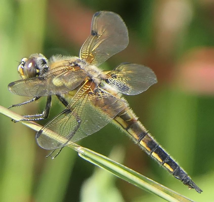 Libellula quadrimaculata  - Fabio Angeli
