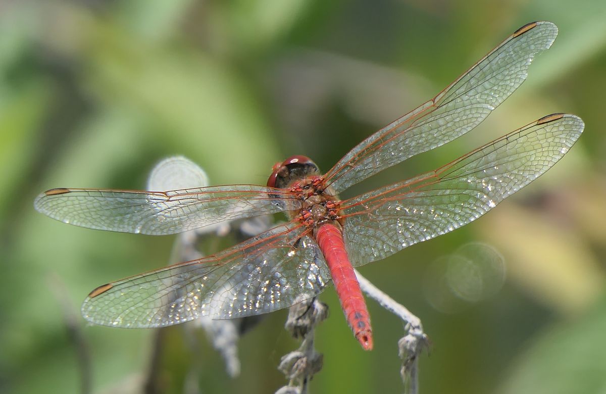 Sympetrum fonscolombei  - Fabio Angeli