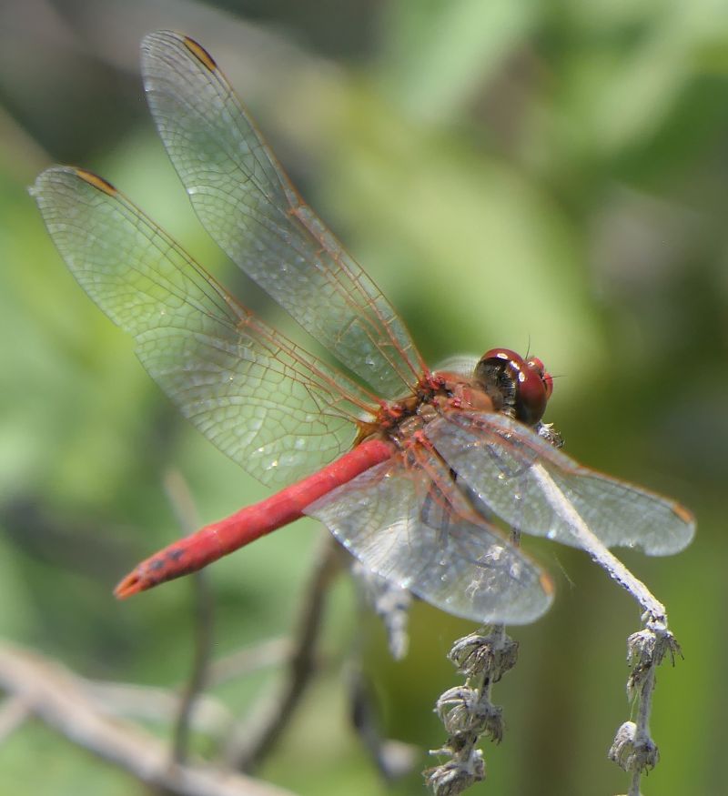 Sympetrum fonscolombei  - Fabio Angeli