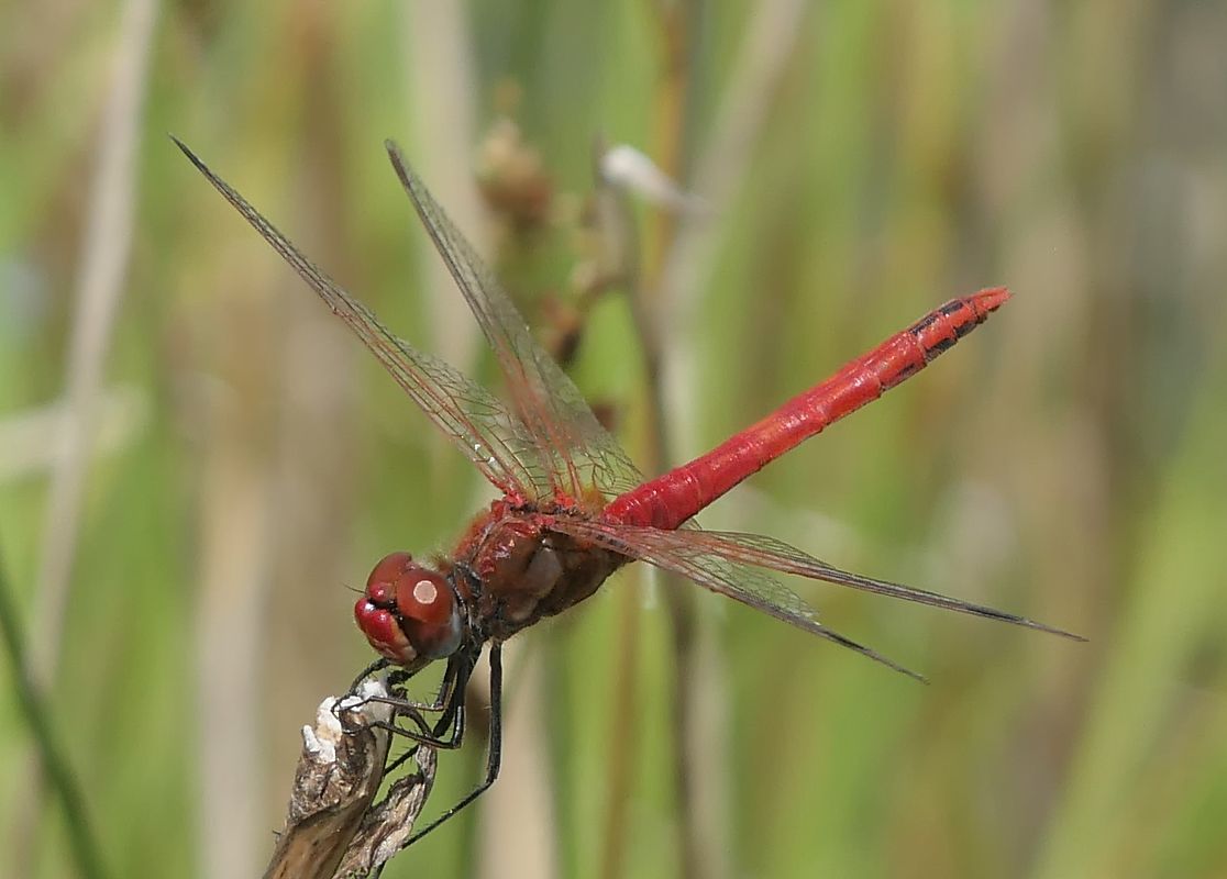 Sympetrum fonscolombei  - Fabio Angeli