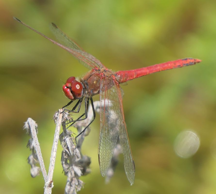 Sympetrum fonscolombei  - Fabio Angeli
