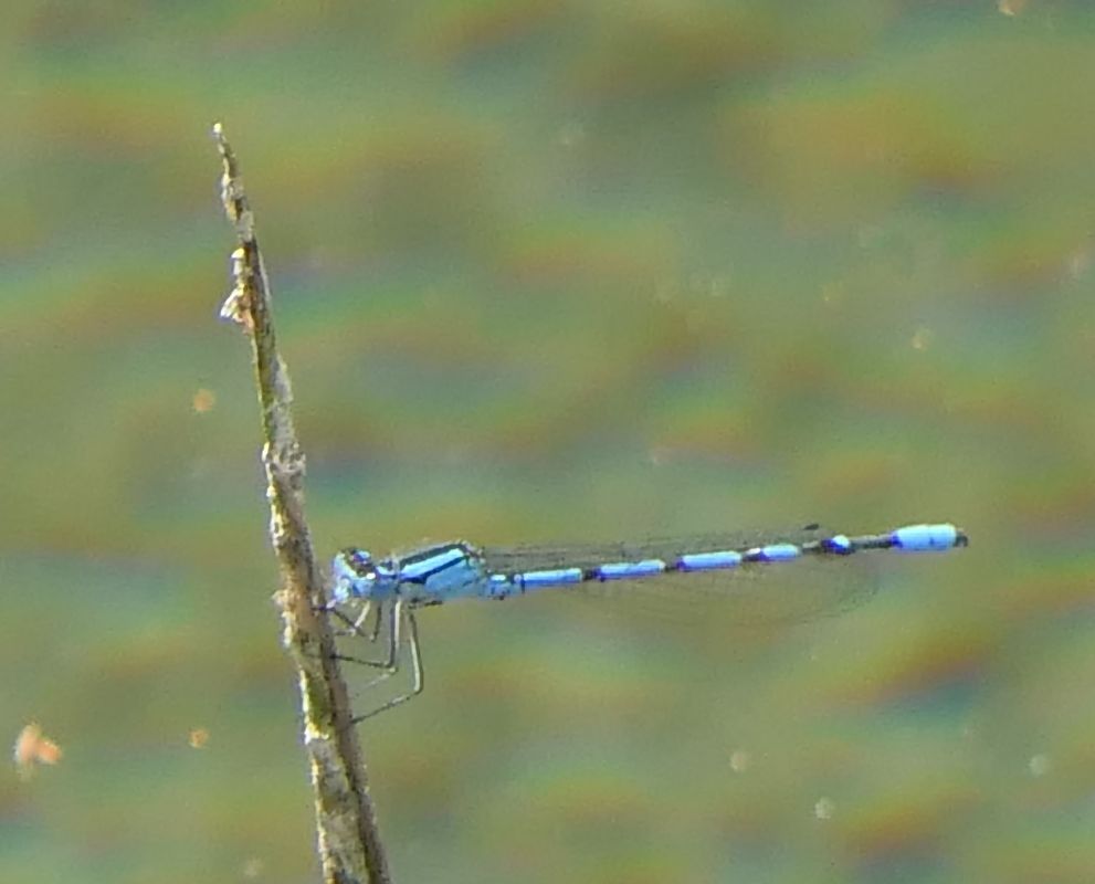 Enallagma cyathigerum  - Fabio Angeli