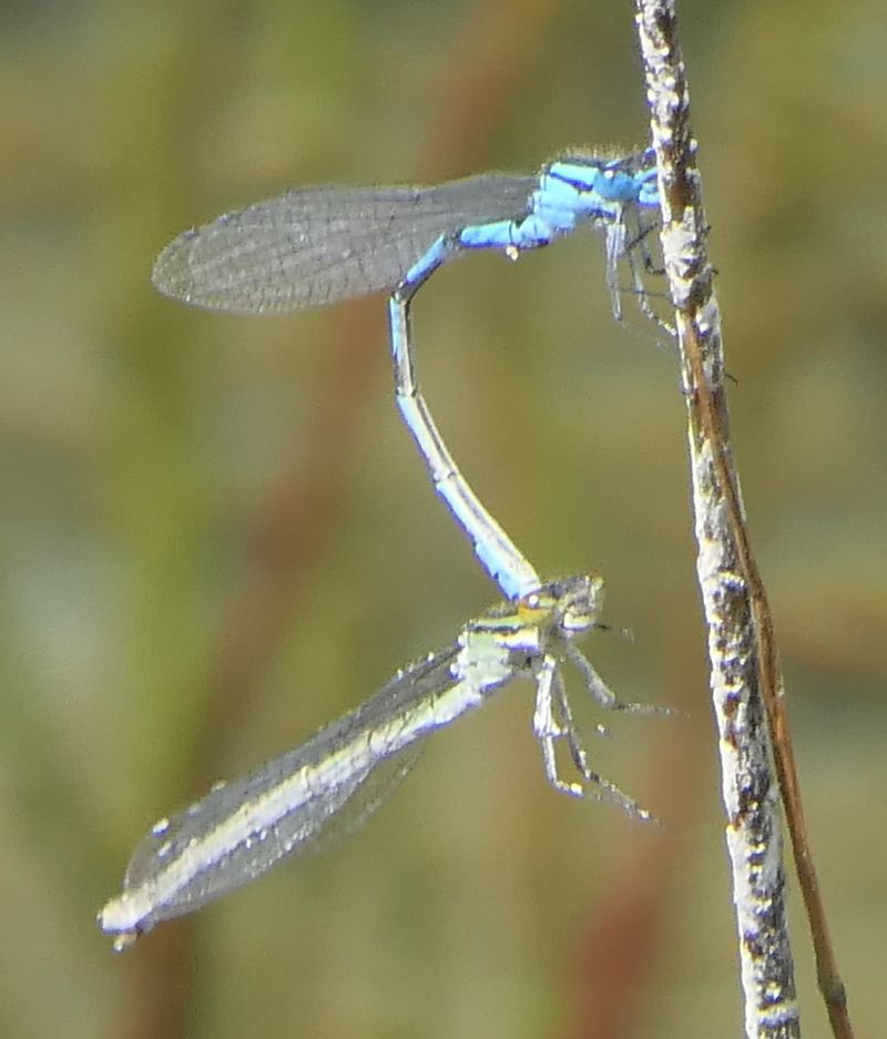 Enallagma cyathigerum  - Fabio Angeli