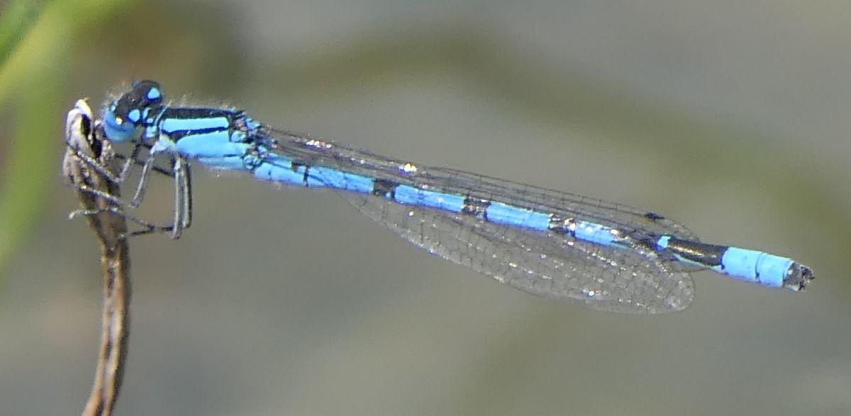 Enallagma cyathigerum  - Fabio Angeli