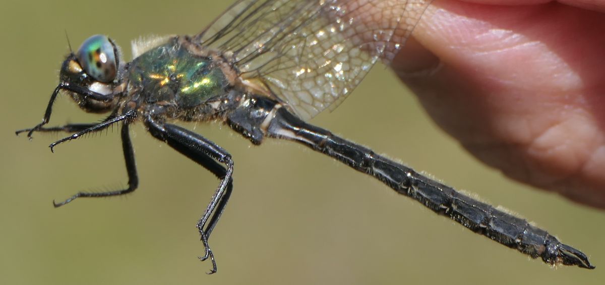 Somatochlora alpestris  - Fabio Angeli