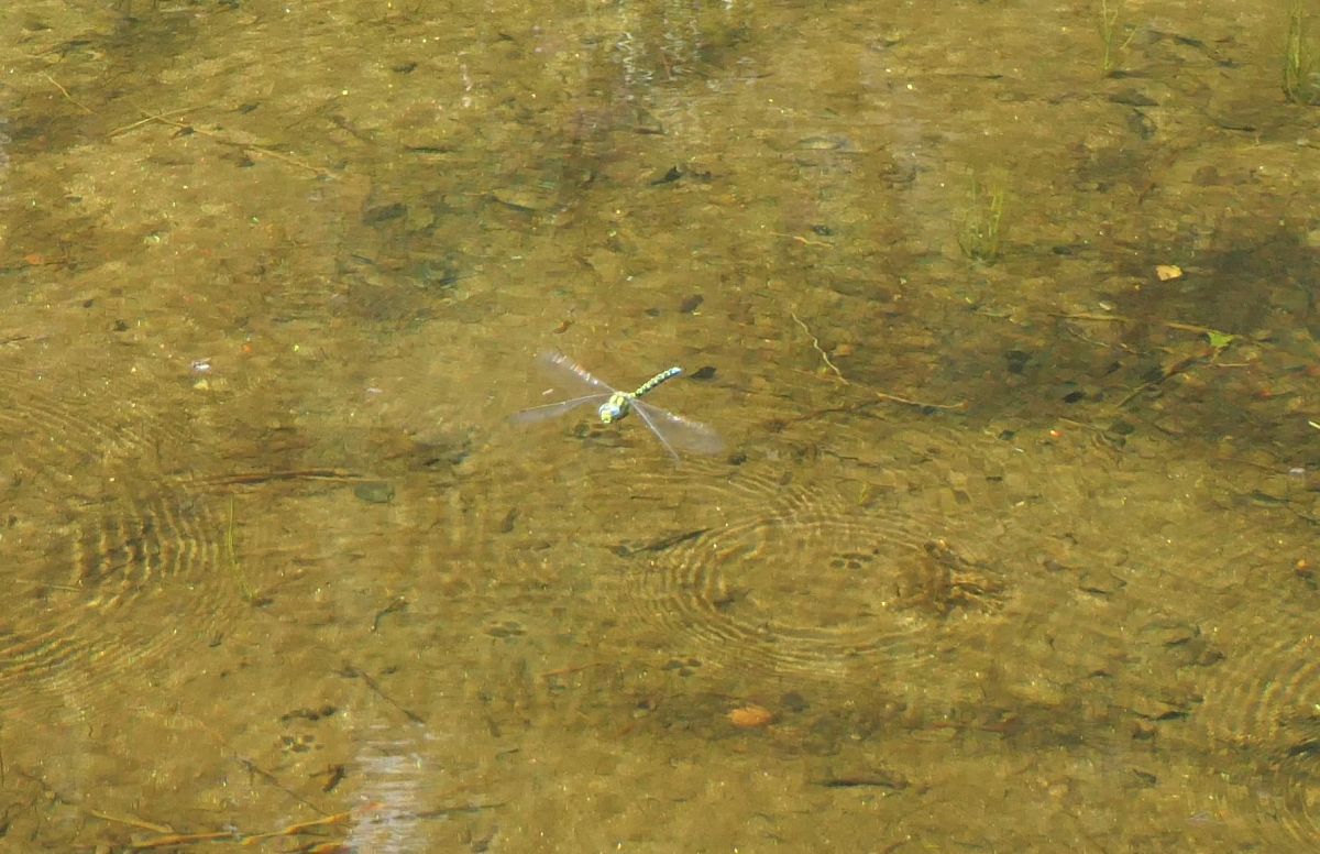 Aeshna cyanea  - Fabio Angeli
