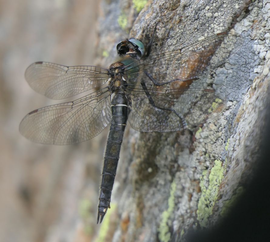 Somatochlora alpestris  - Fabio Angeli