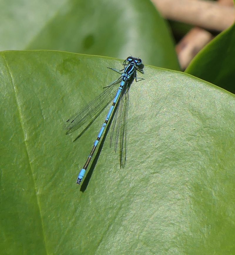 Coenagrion puella  - Fabio Angeli