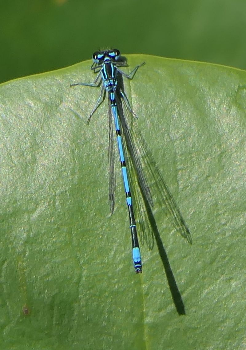 Coenagrion puella  - Fabio Angeli