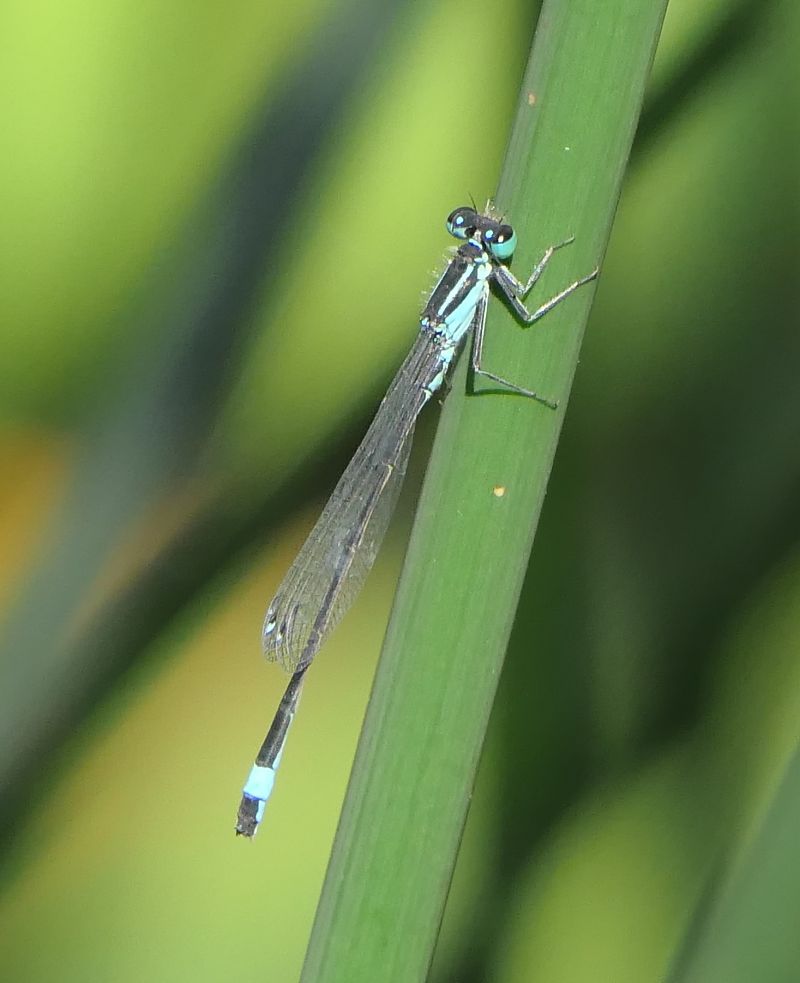 Ischnura elegans  - Fabio Angeli