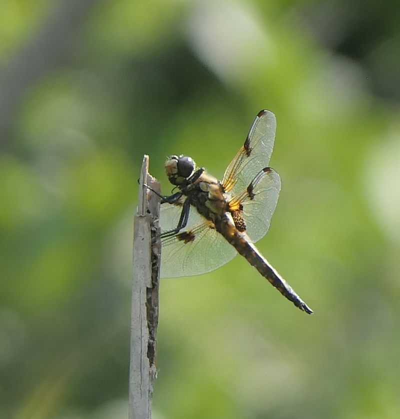 Libellula quadrimaculata  - Fabio Angeli