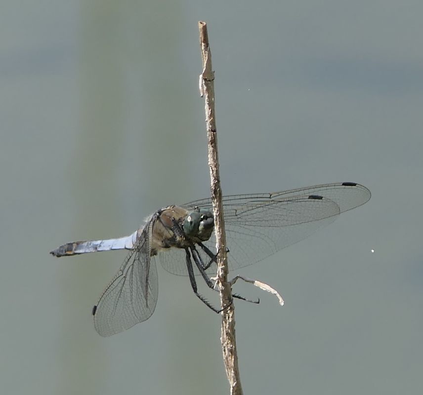 Orthetrum cancellatum  - Fabio Angeli