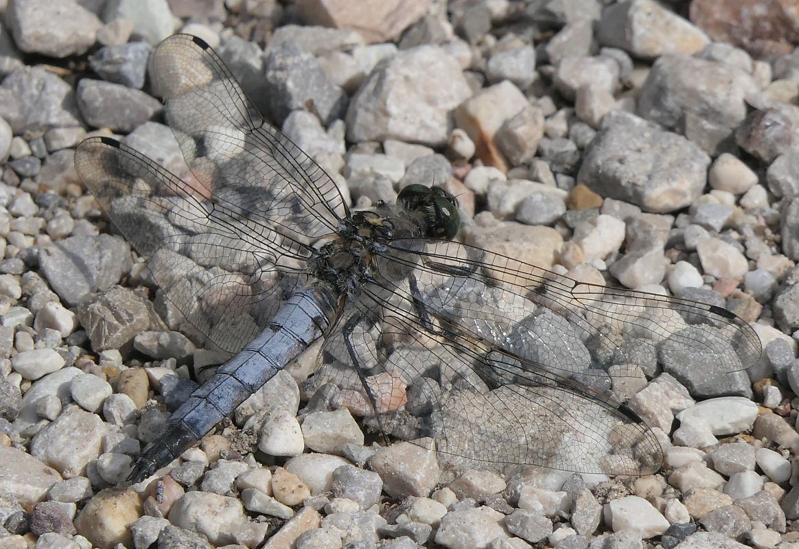 Orthetrum cancellatum  - Fabio Angeli