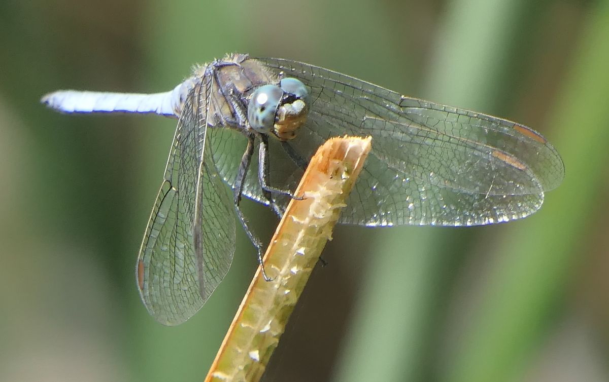 Orthetrum coerulescens  - Fabio Angeli