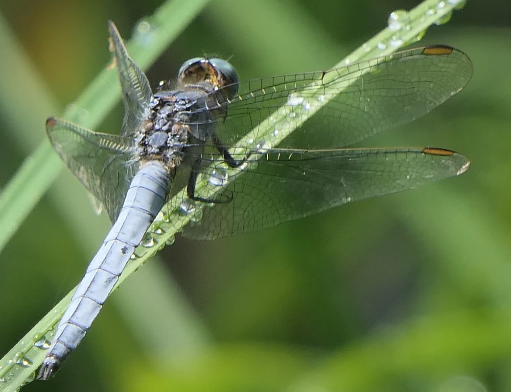 Orthetrum coerulescens  - Fabio Angeli