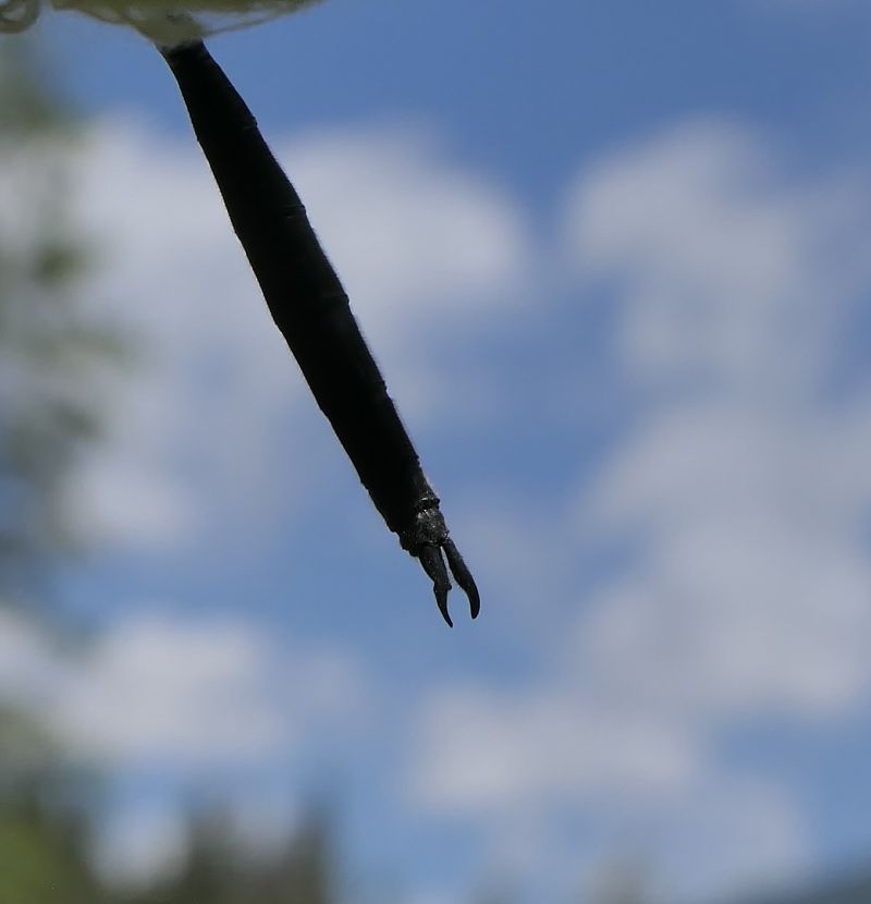 Somatochlora arctica  - Fabio Angeli