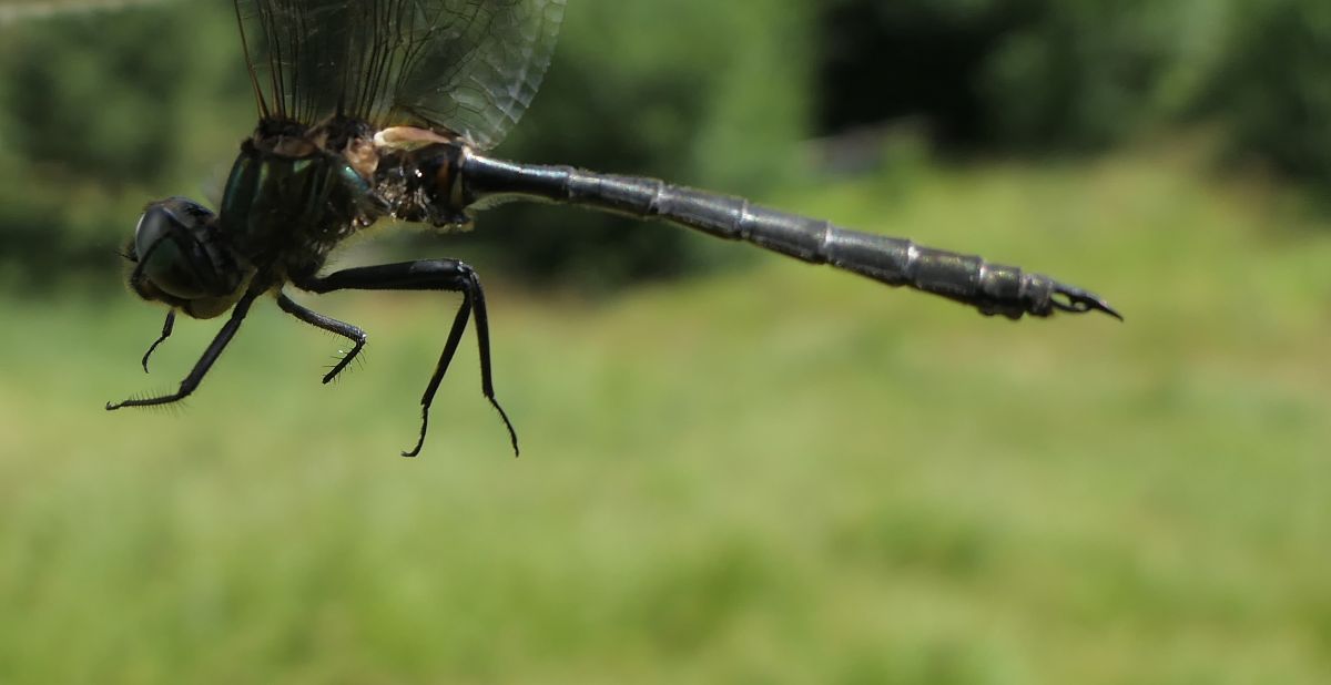 Somatochlora arctica  - Fabio Angeli