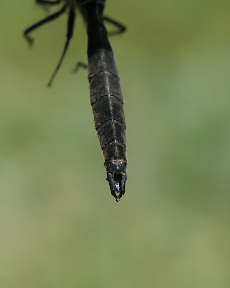 Somatochlora alpestris  - Fabio Angeli