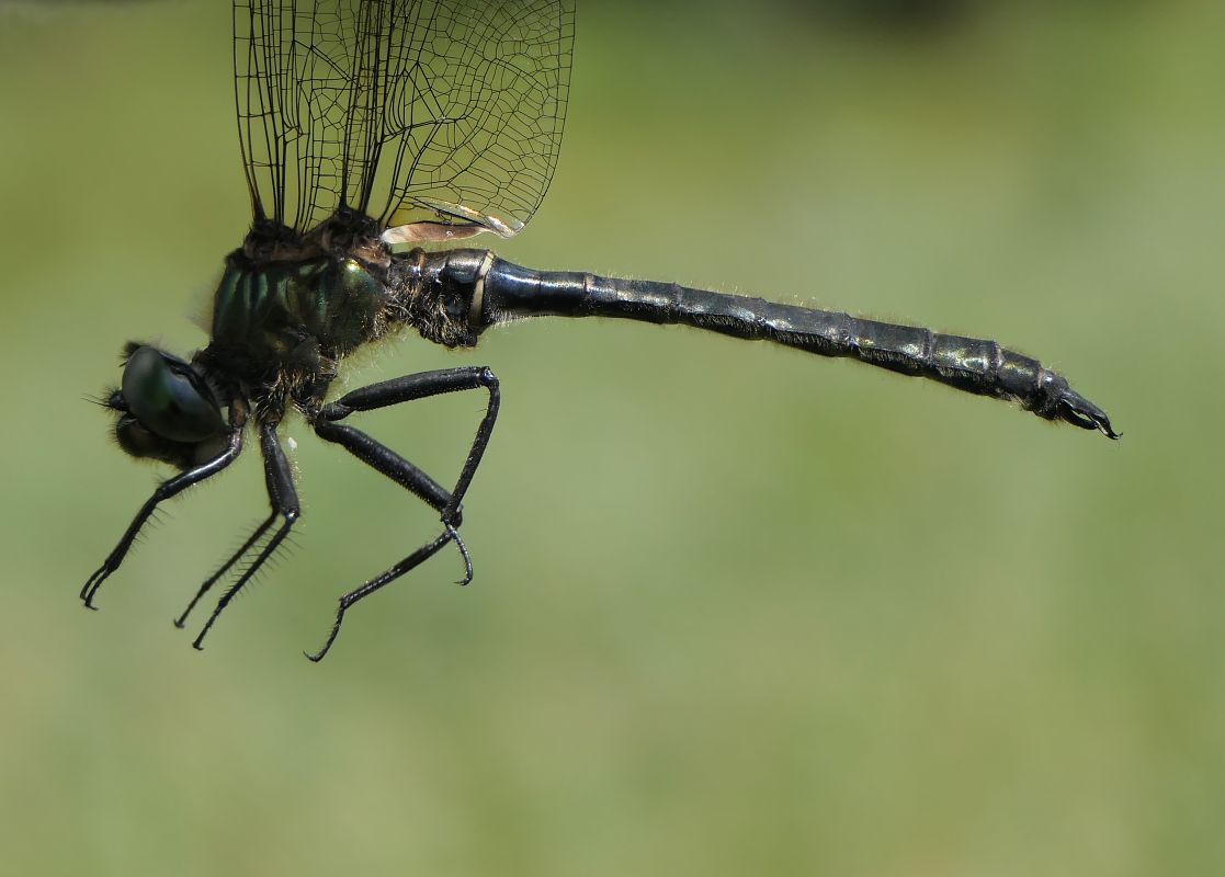 Somatochlora alpestris  - Fabio Angeli