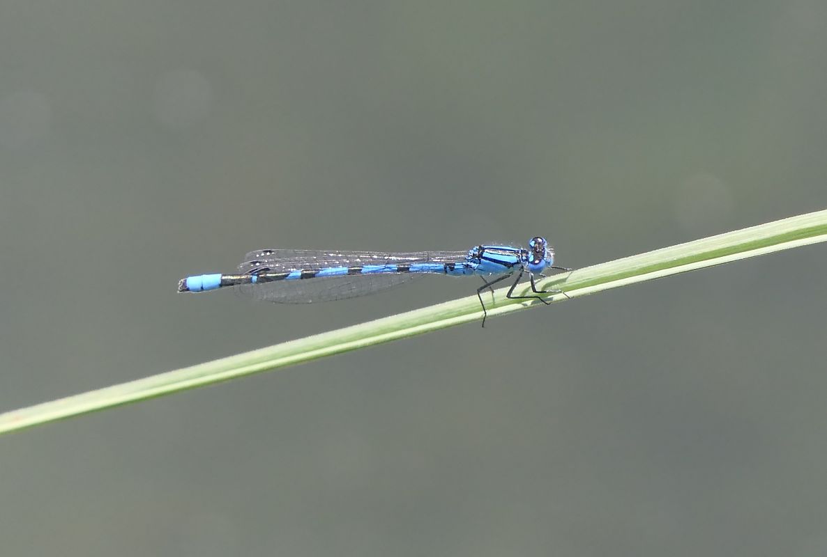 Enallagma cyathigerum  - Fabio Angeli