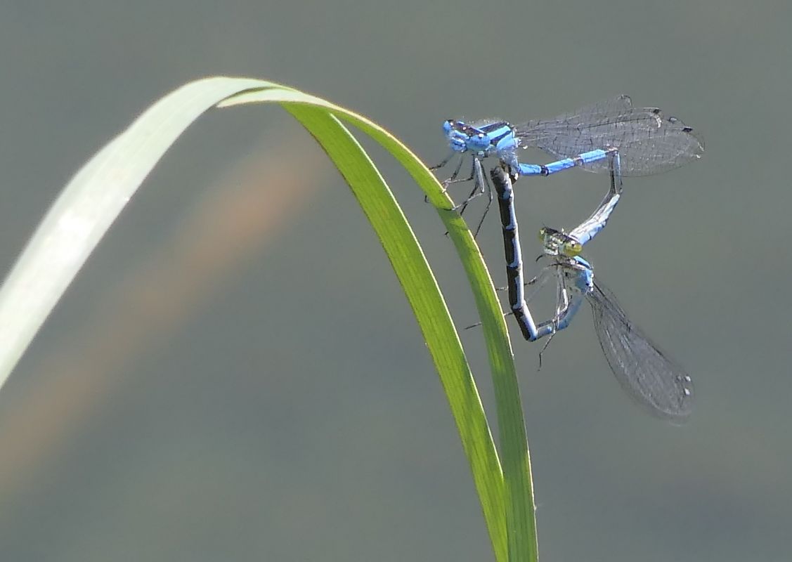 Enallagma cyathigerum  - Fabio Angeli