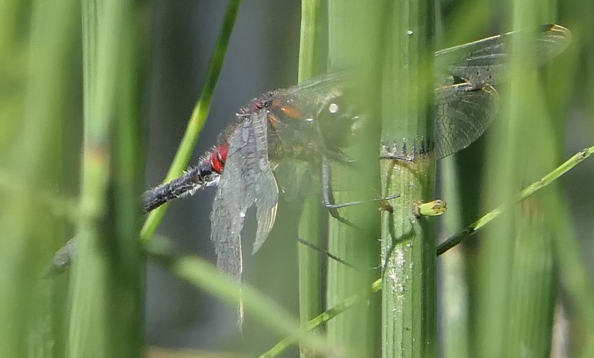 Leucorrhinia dubia  - Fabio Angeli