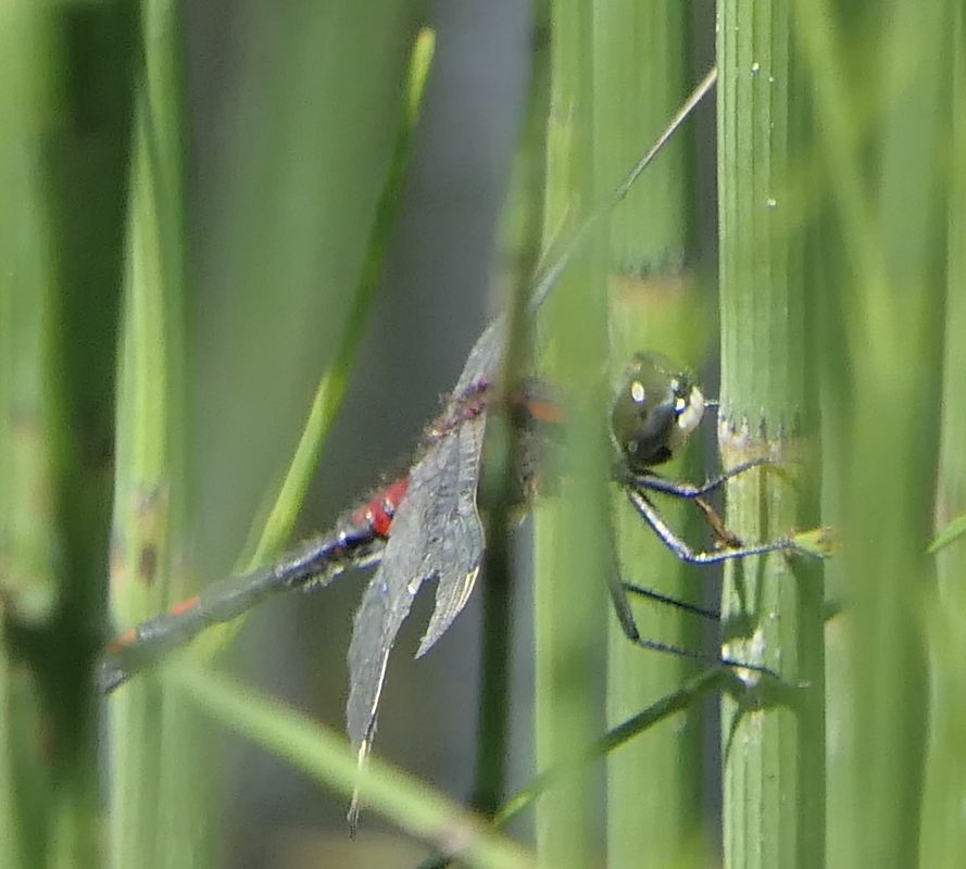 Leucorrhinia dubia  - Fabio Angeli