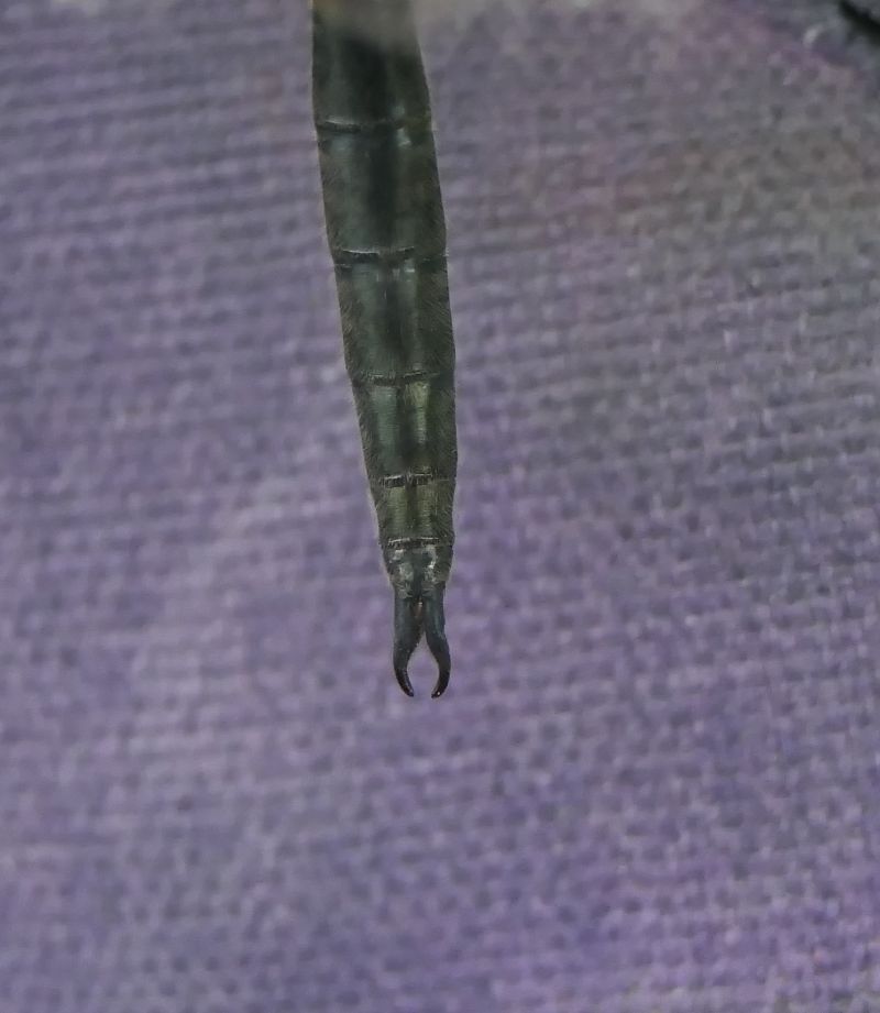 Somatochlora arctica  - Fabio Angeli