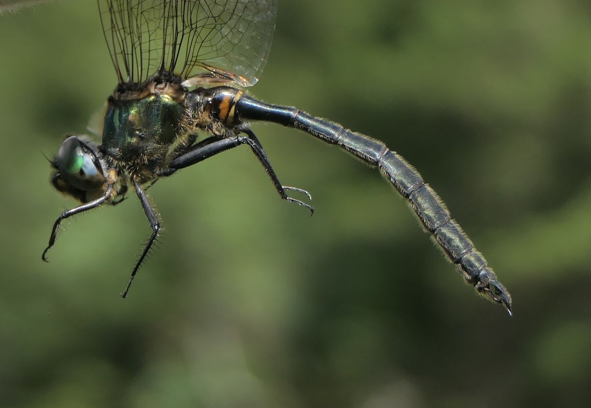 Somatochlora arctica  - Fabio Angeli