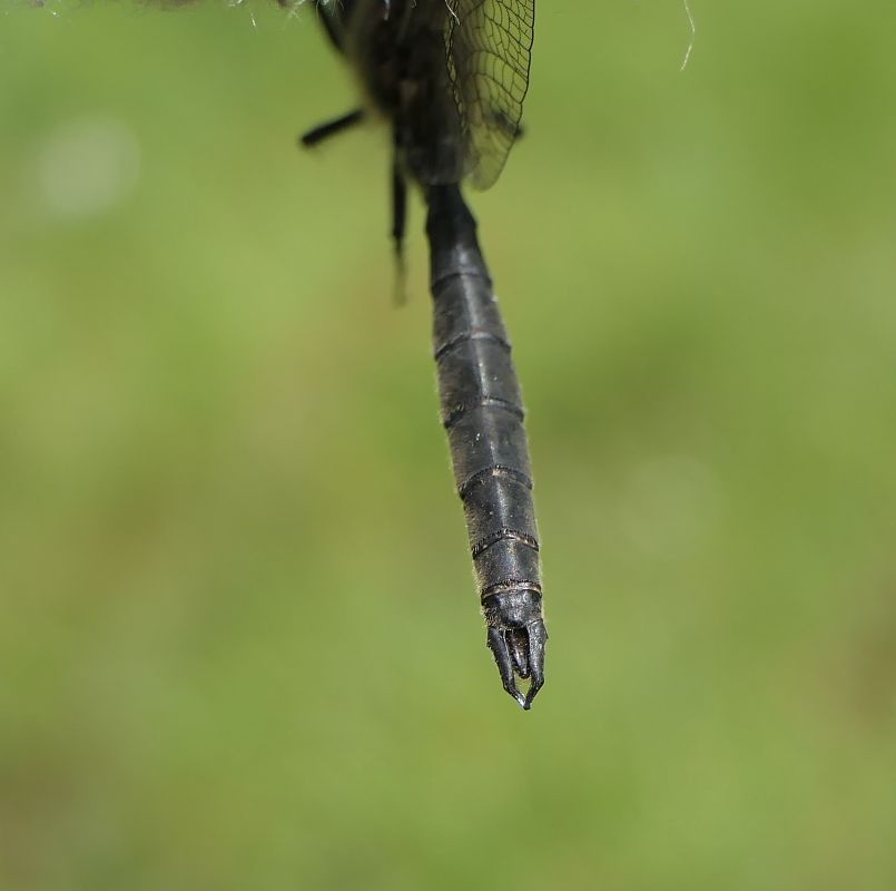 Somatochlora alpestris  - Fabio Angeli