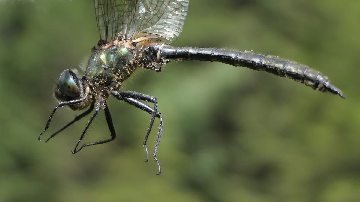 Somatochlora alpestris  - Fabio Angeli