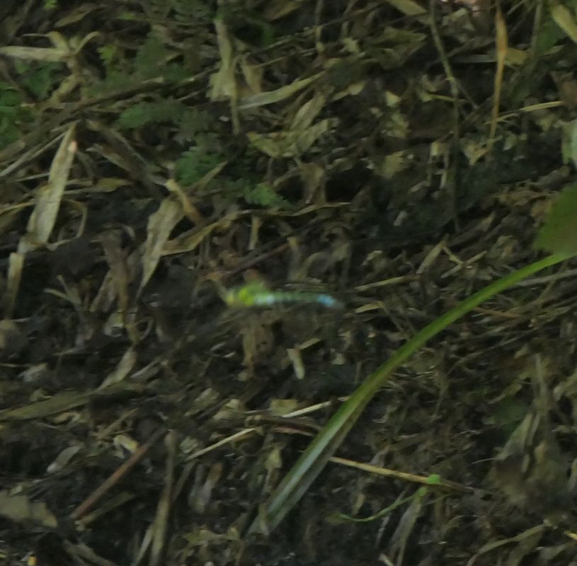 Aeshna cyanea  - Fabio Angeli