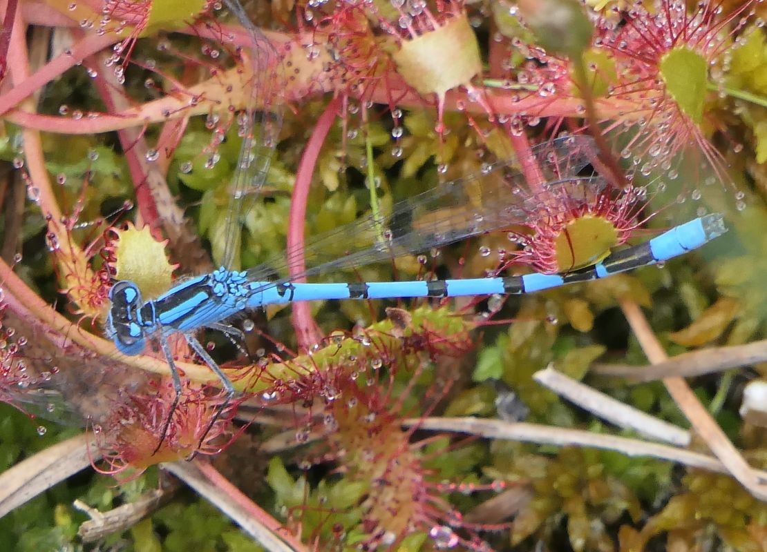 Enallagma cyathigerum  - Fabio Angeli