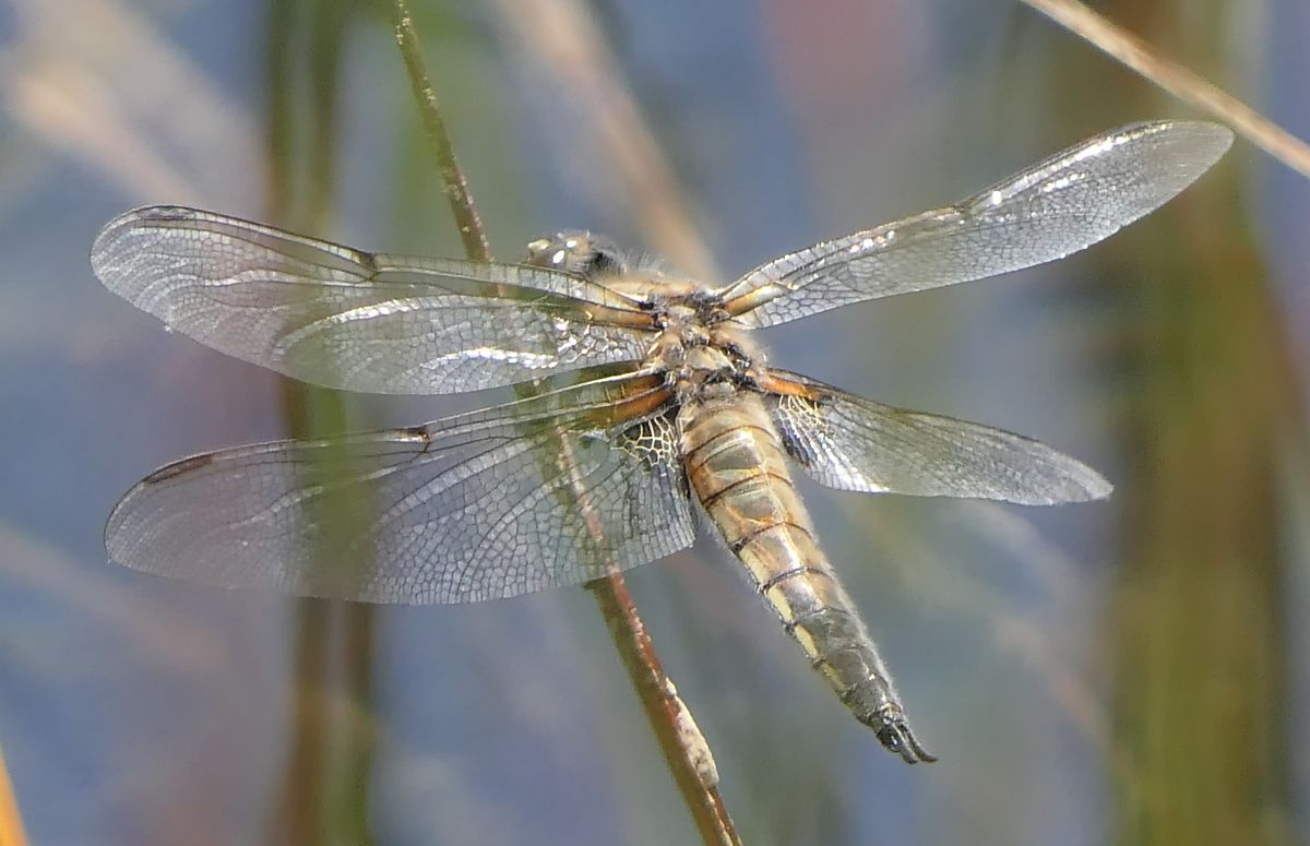 Libellula quadrimaculata  - Fabio Angeli