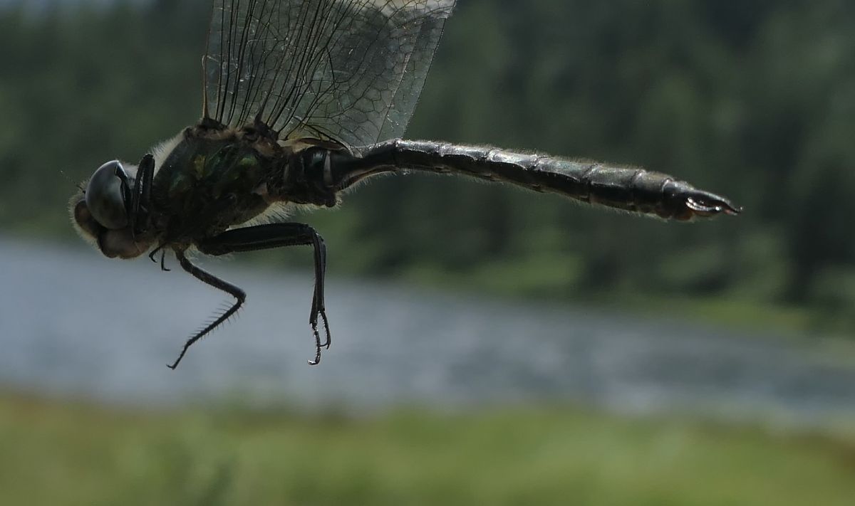 Somatochlora alpestris  - Fabio Angeli