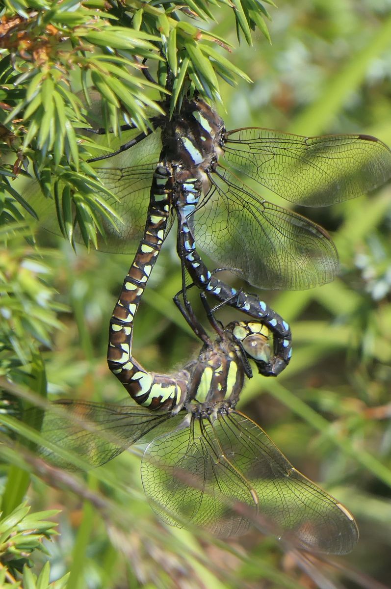 Aeshna juncea  - Fabio Angeli