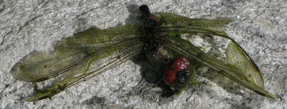 Leucorrhinia dubia  - Fabio Angeli