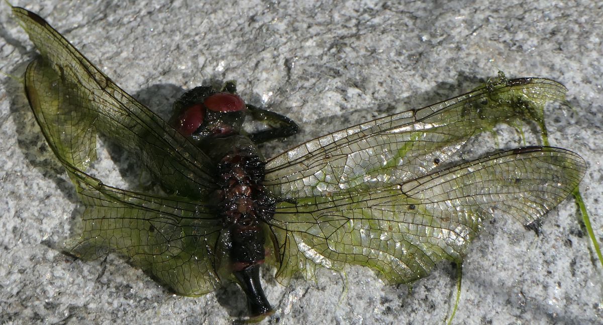 Small Whiteface  - Fabio Angeli