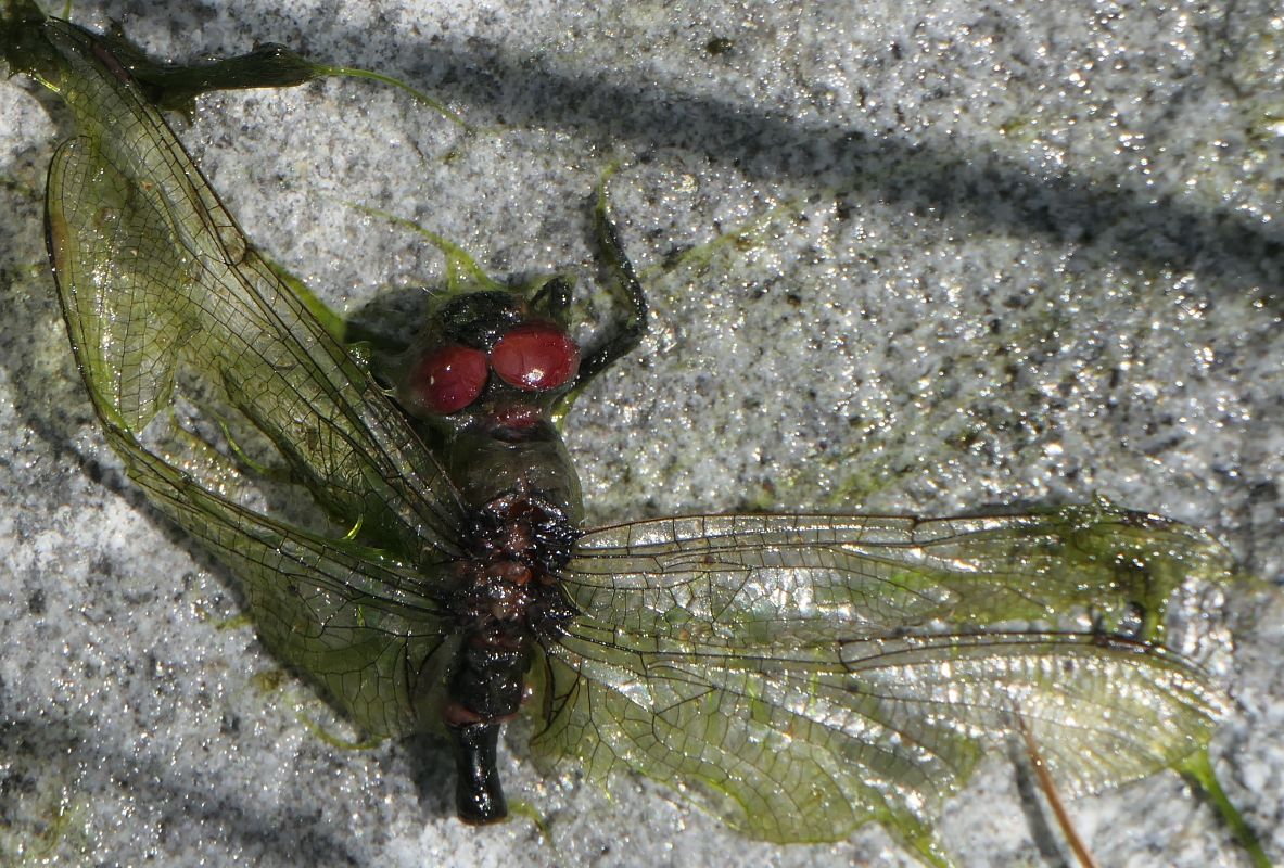 Leucorrhinia dubia  - Fabio Angeli