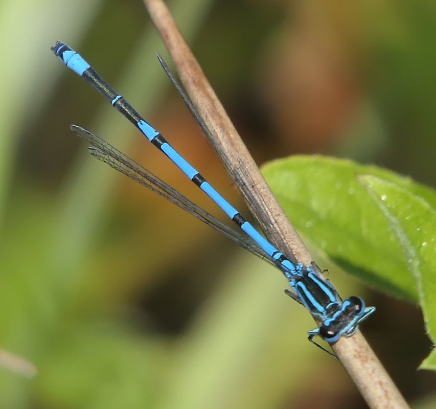 Coenagrion puella  - Fabio Angeli