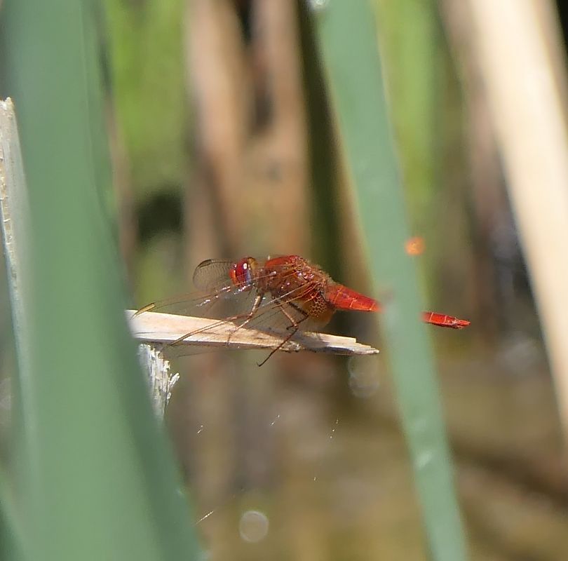 Crocothemis erythraea  - Fabio Angeli