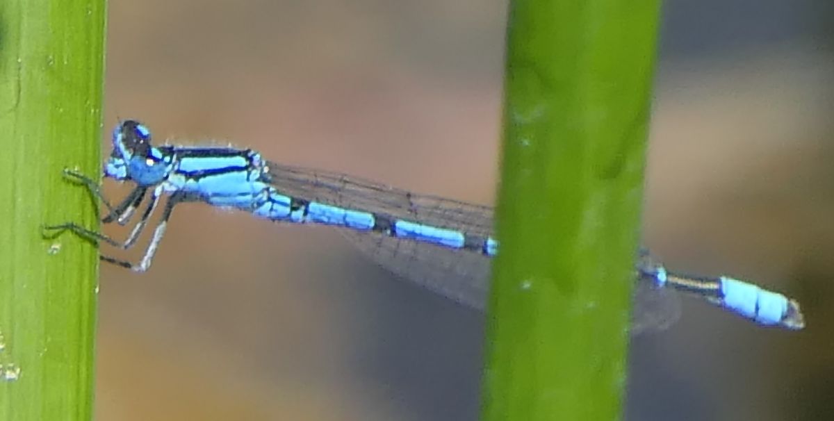 Enallagma cyathigerum  - Fabio Angeli