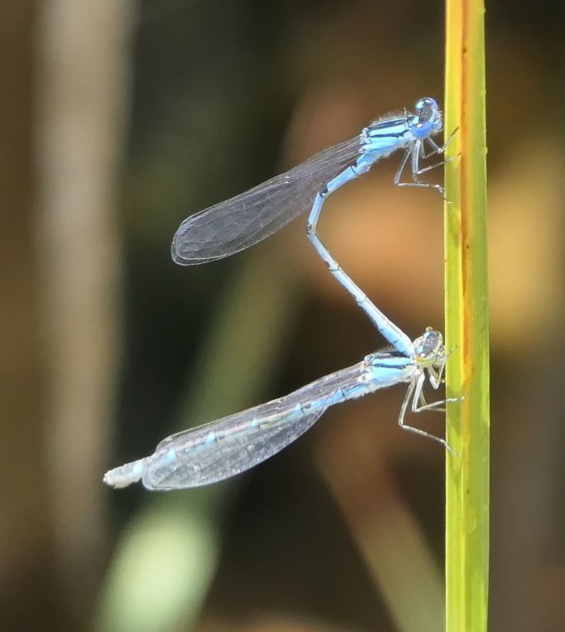 Enallagma cyathigerum  - Fabio Angeli